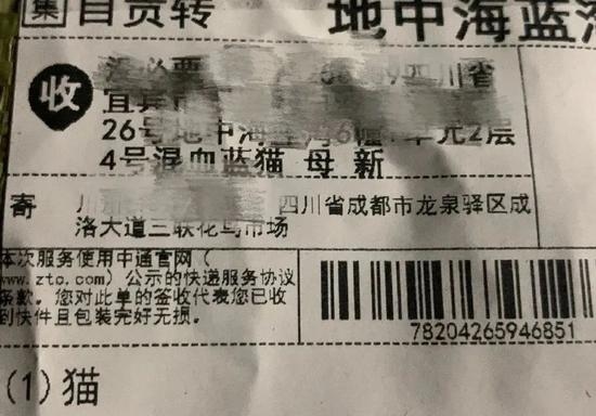 太残忍上百只猫狗被当盲盒售卖央视这是对人性的背离